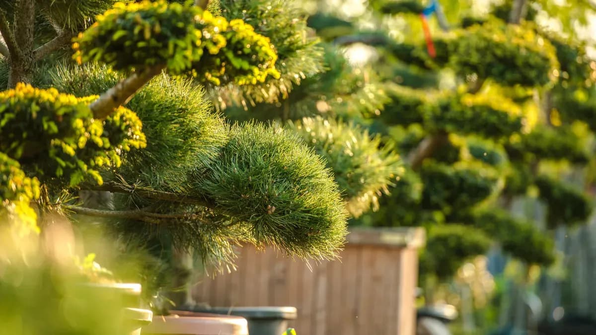 Весняна виставка бонсаї