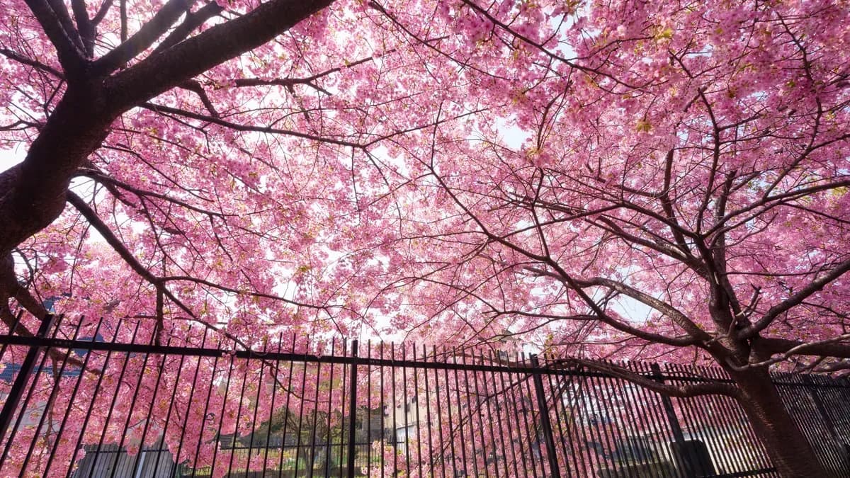Цвітіння сакури в Ужгороді — одноденна екскурсія